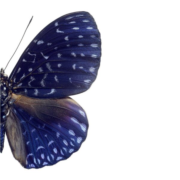 butterfly-print-hamadryas-velutina-02-amara