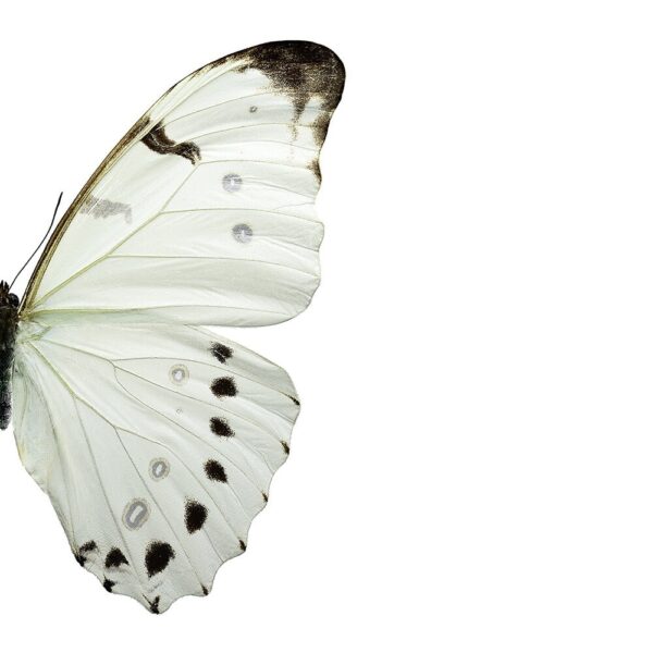 butterfly-print-morpho-luna-02-amara