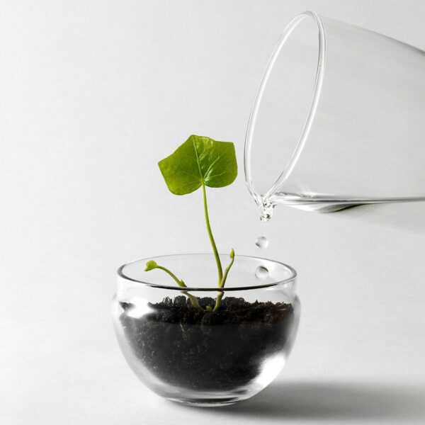grow-greenhouse-clear-small-03-amara