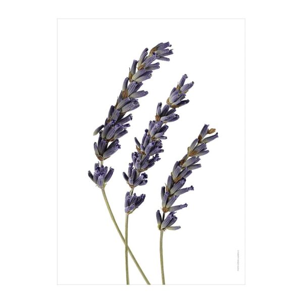 lavender-print-02-amara