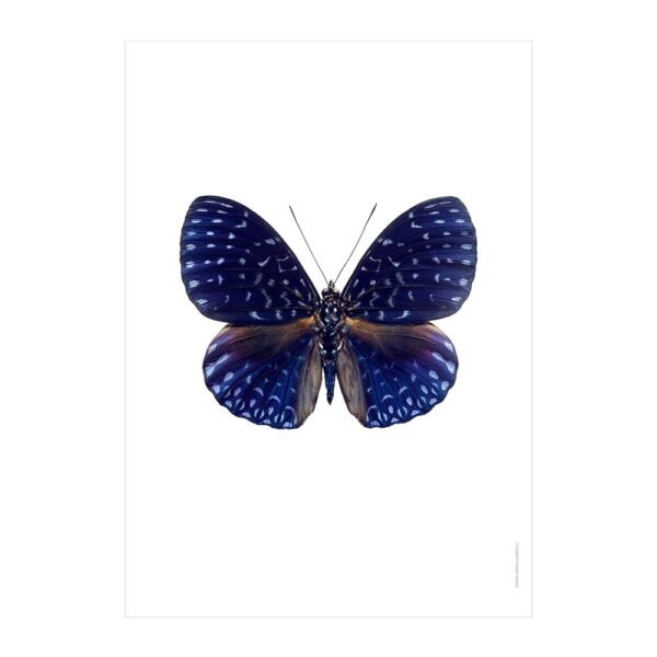 butterfly-print-hamadryas-velutina