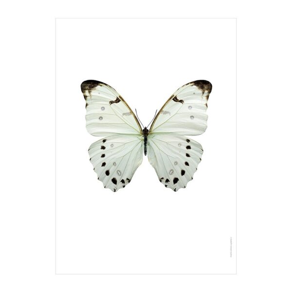 butterfly-print-morpho-luna