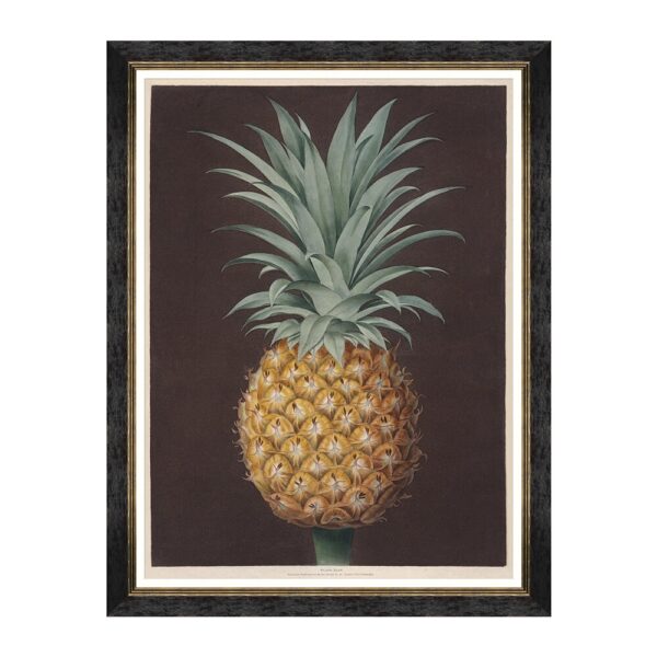 pineapples-of-antigua-framed-print-60x80cm-the-havannah-pine